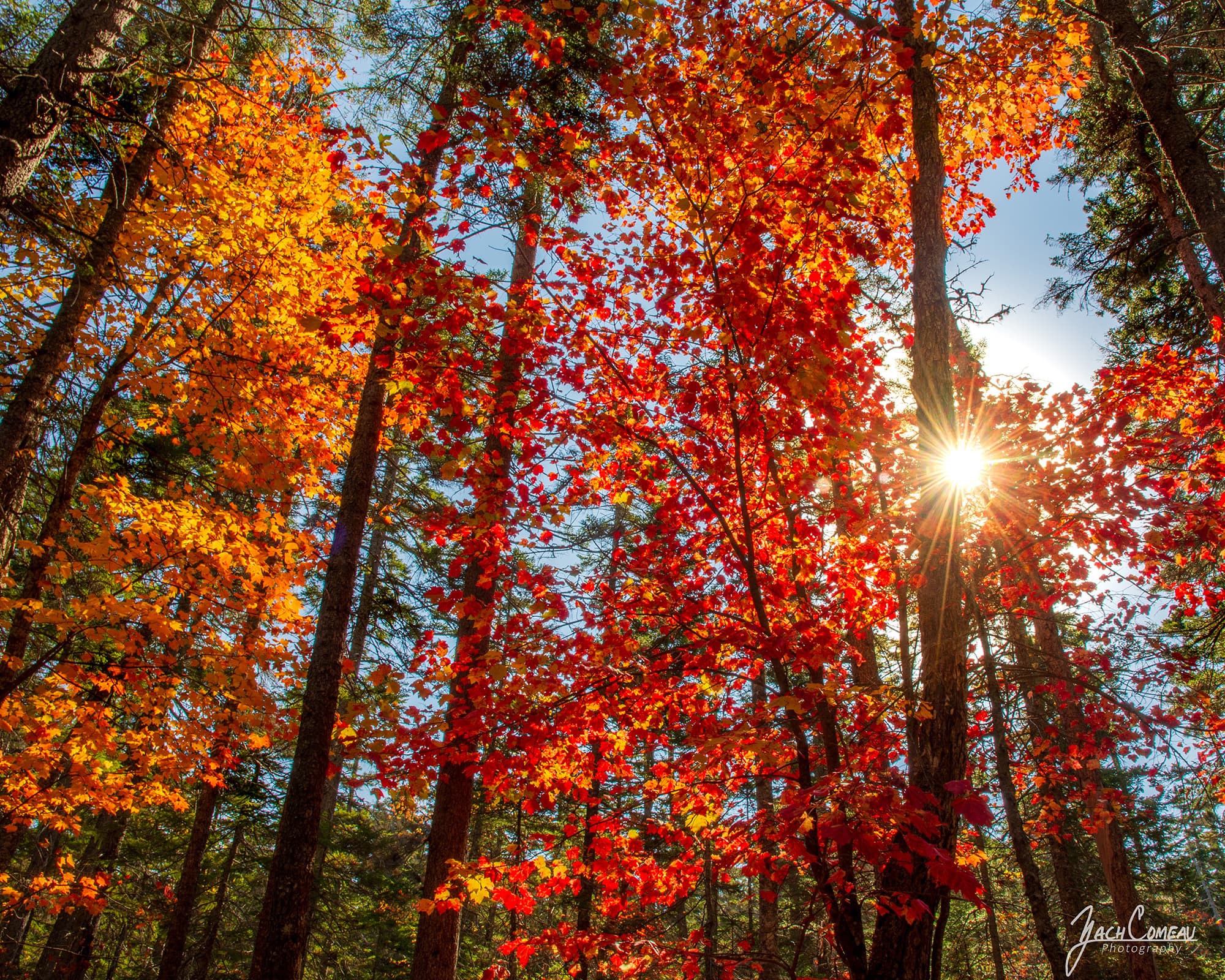 White Mountain hiking trail during peak fall foliage in New Hampshire