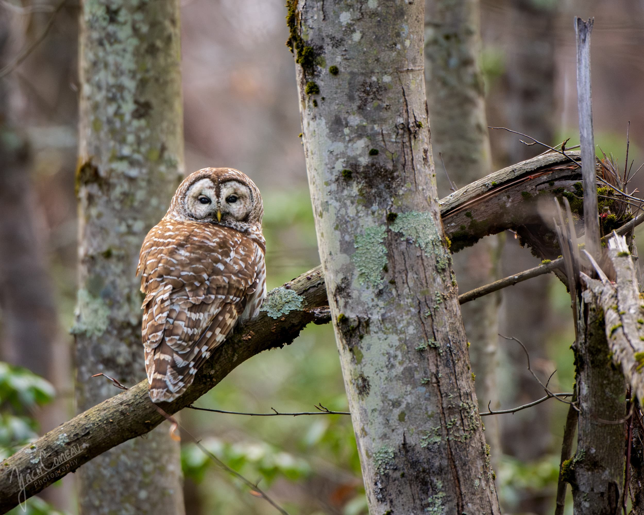 A barred owl perched on a broken tree at Wachusett Mountain Reservation in Princeton