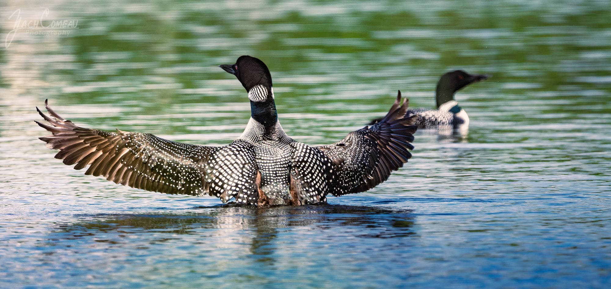 Common loon spreading its wings