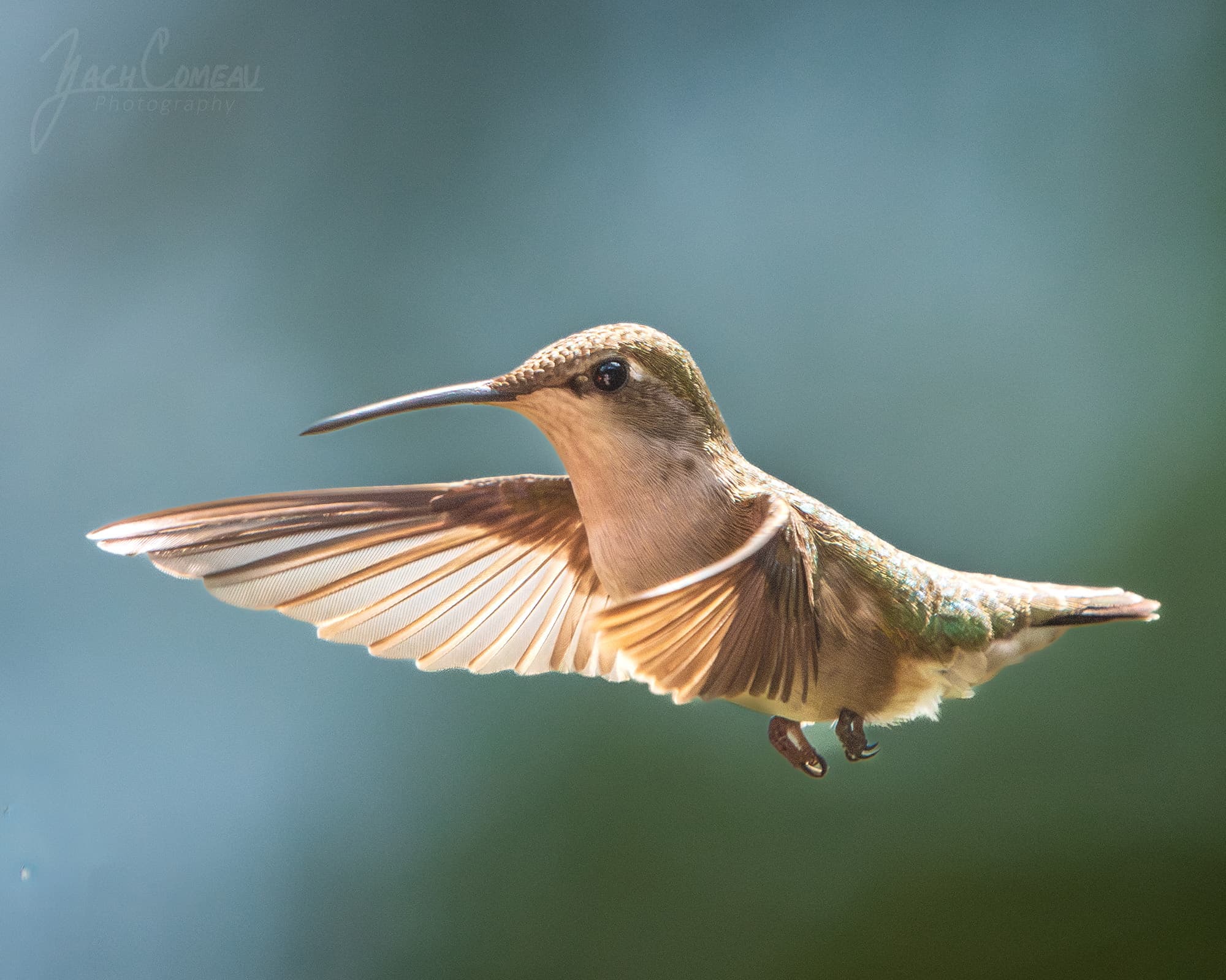 Hummingbird in flight with wings flapping