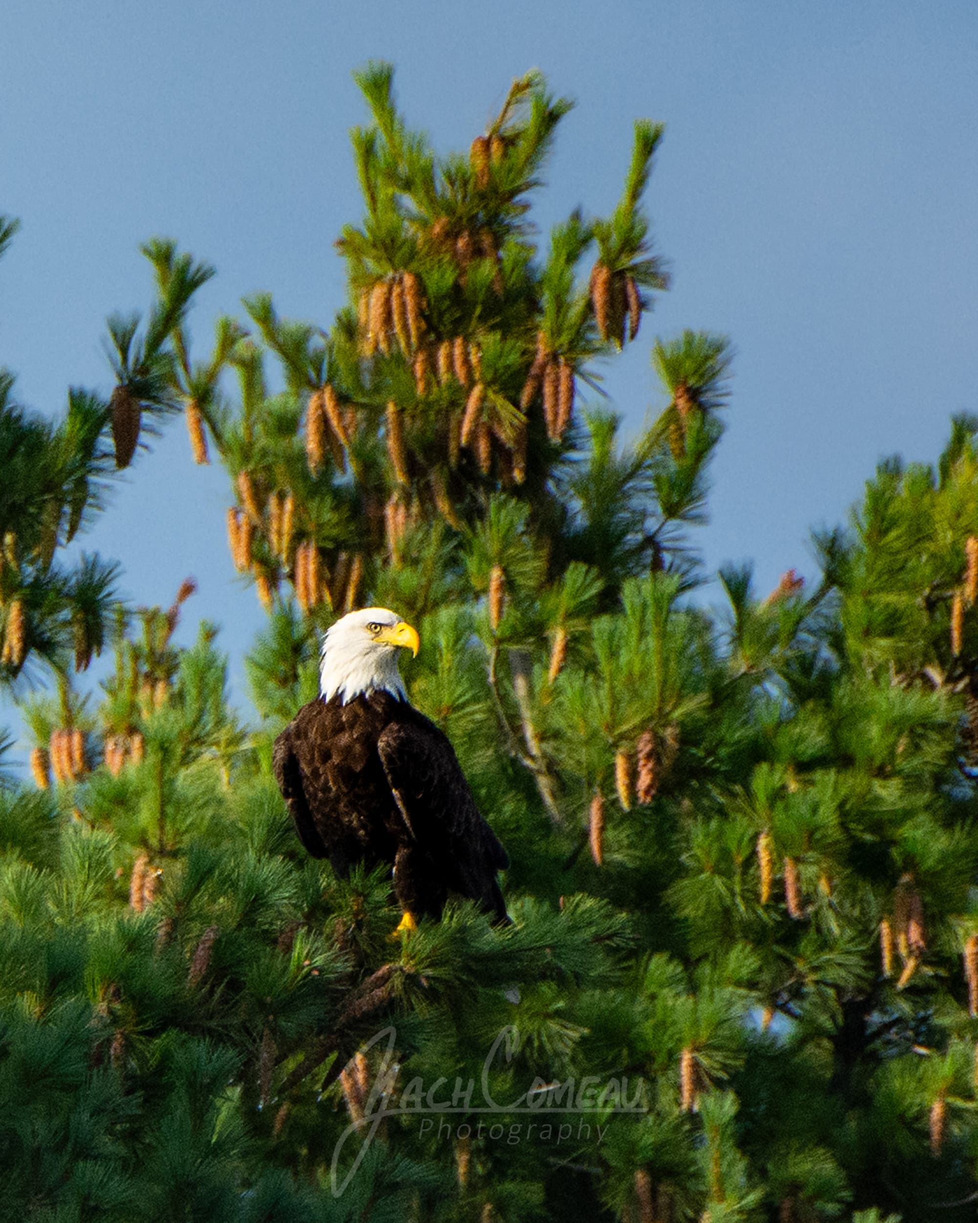 a bald eagle perched high in a pine tree surrounded by pinecones